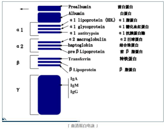 前白蛋白——不只是肝功能指標(biāo)