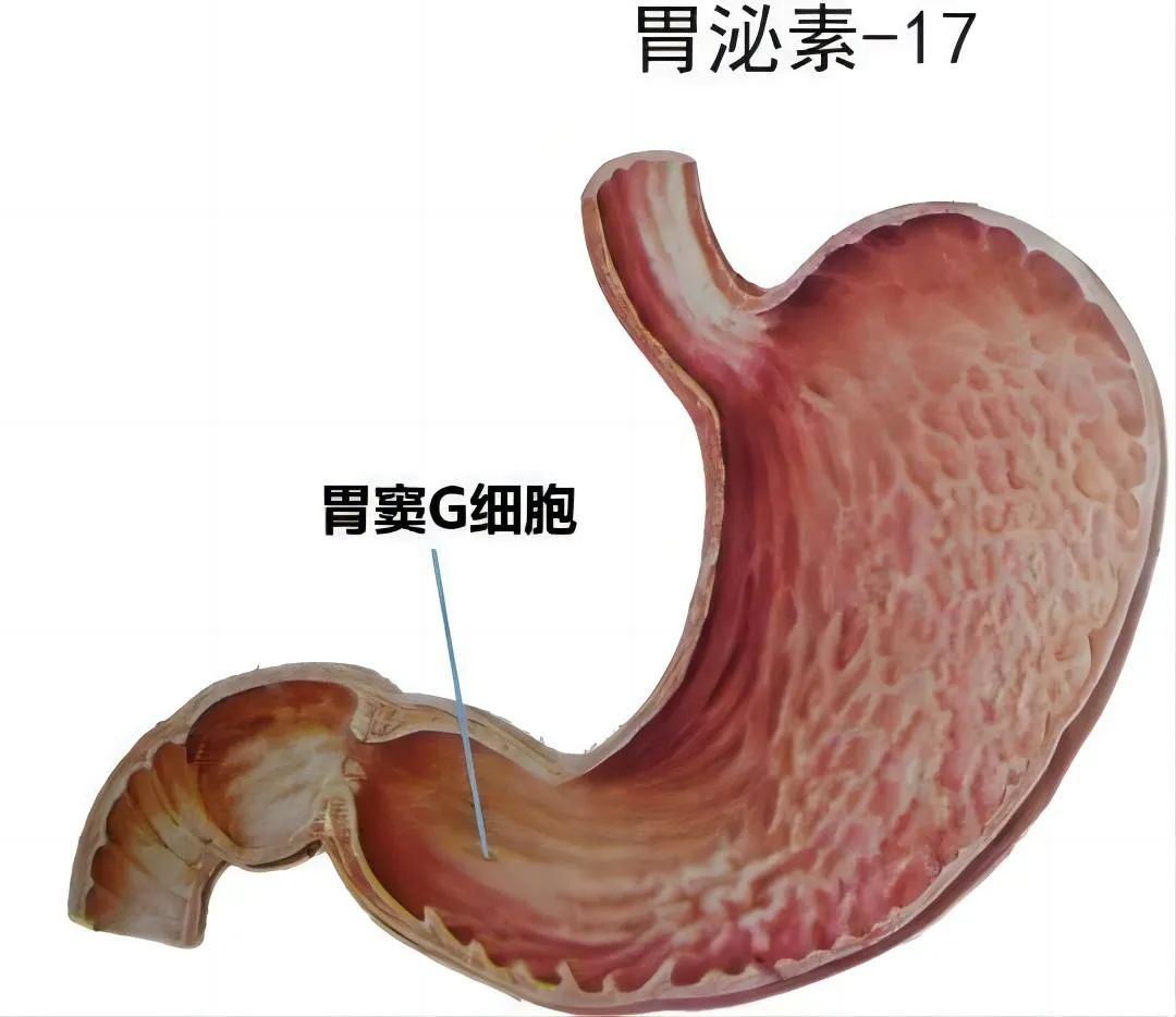 新平臺(tái) 新項(xiàng)目——禾柏胃泌素17上市