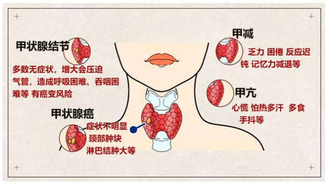 新平臺(tái) 新項(xiàng)目——禾柏甲功三項(xiàng)介紹